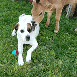 DependentDisfiguredGreyhounddog-size_restricted.gif