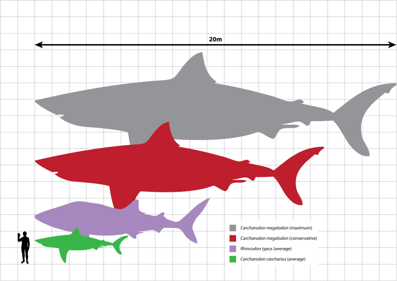 megalodon_size_white.png
