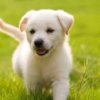 lab_puppy_ts3.jpg