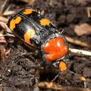 nicrophorus-americanus.tumblr.com