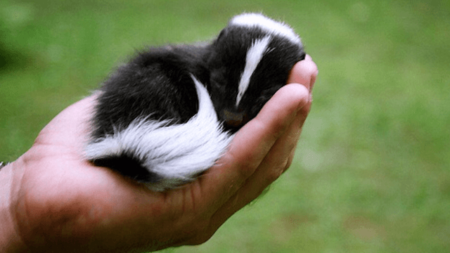 baby-skunk-photos-Dxa.png
