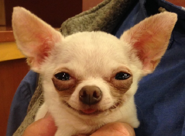chihuahua-smile.jpg