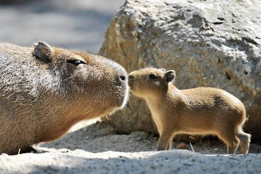 baby-Capybara.jpg