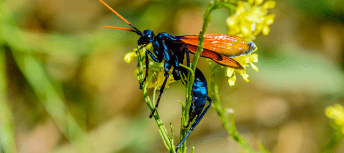 Tarantula-hawk.png