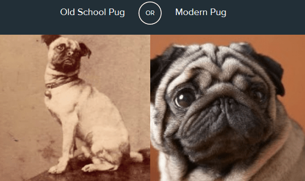 which-pug.png