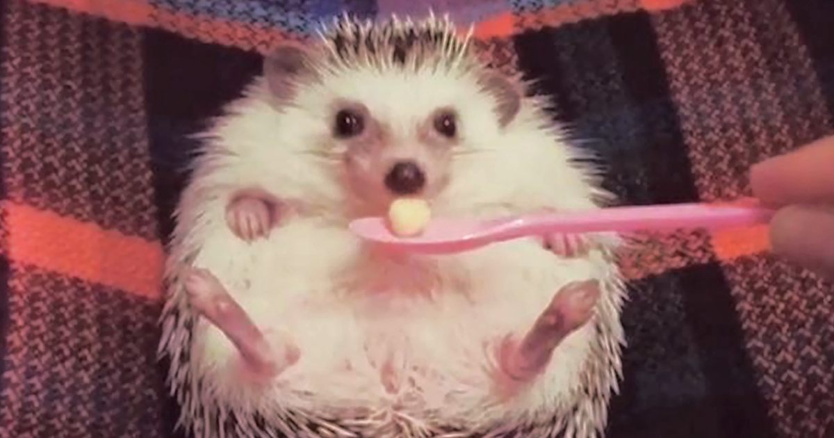 cute-hedgehog-azuki-fb.png