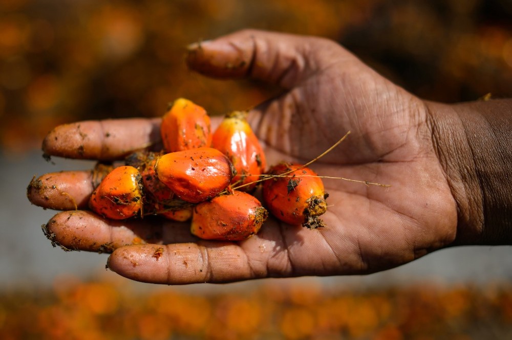 A worker shows palm oil fruits at a factory in Sepang November 20, 2014. — AFP pic