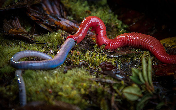 Leech_3052497b.jpg