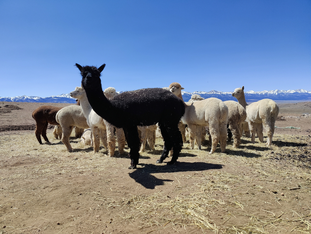 www.tenaciousunicornranch.com