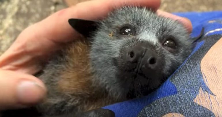 bat-770x405.jpg