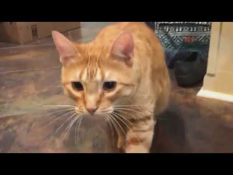 www.youtube.com