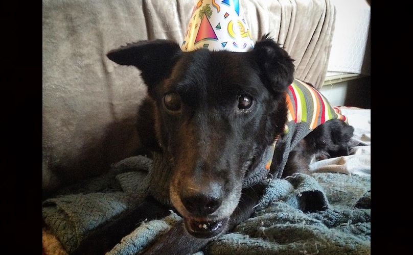barkpost.com