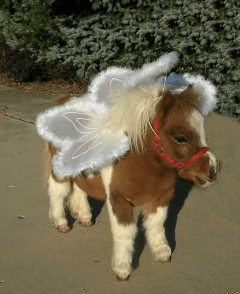 27_MiniAngel.png