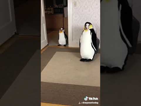 www.youtube.com
