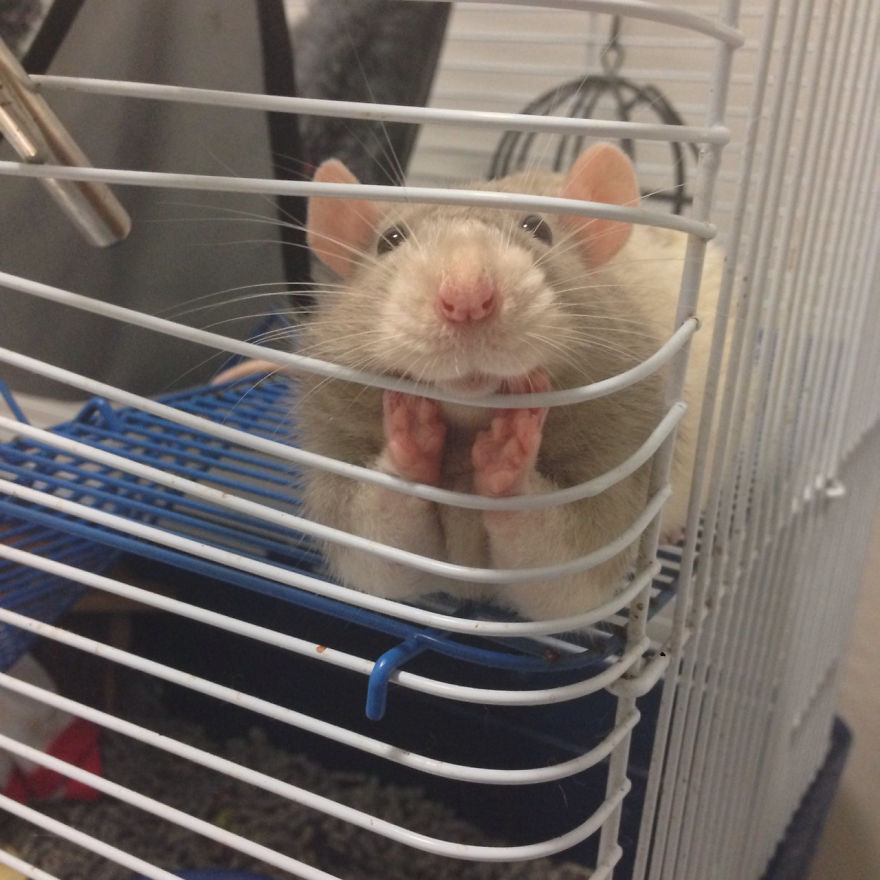 cute-pet-rats-47__880.jpg