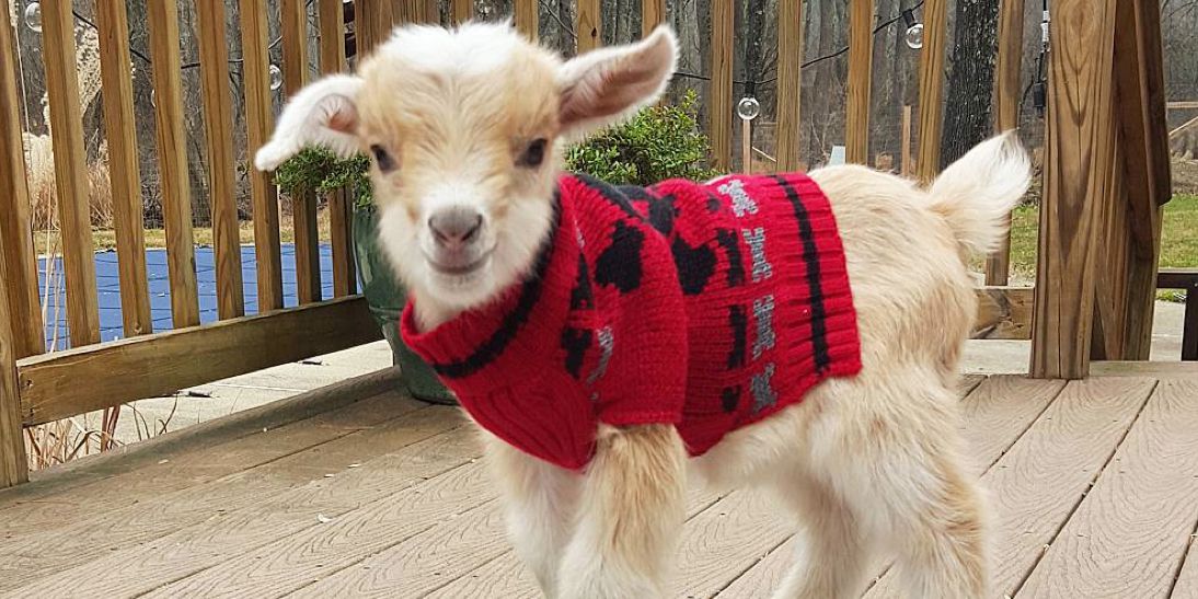 1451338836-goatinsta.jpg
