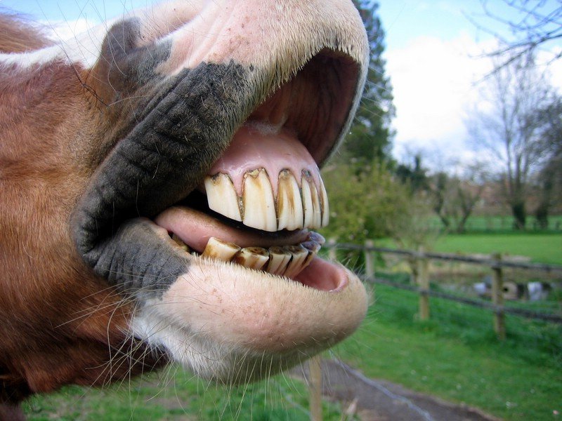 horse-teeth.jpg