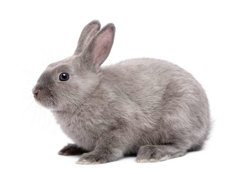 iStock_000024809550Small-rabbit.jpg