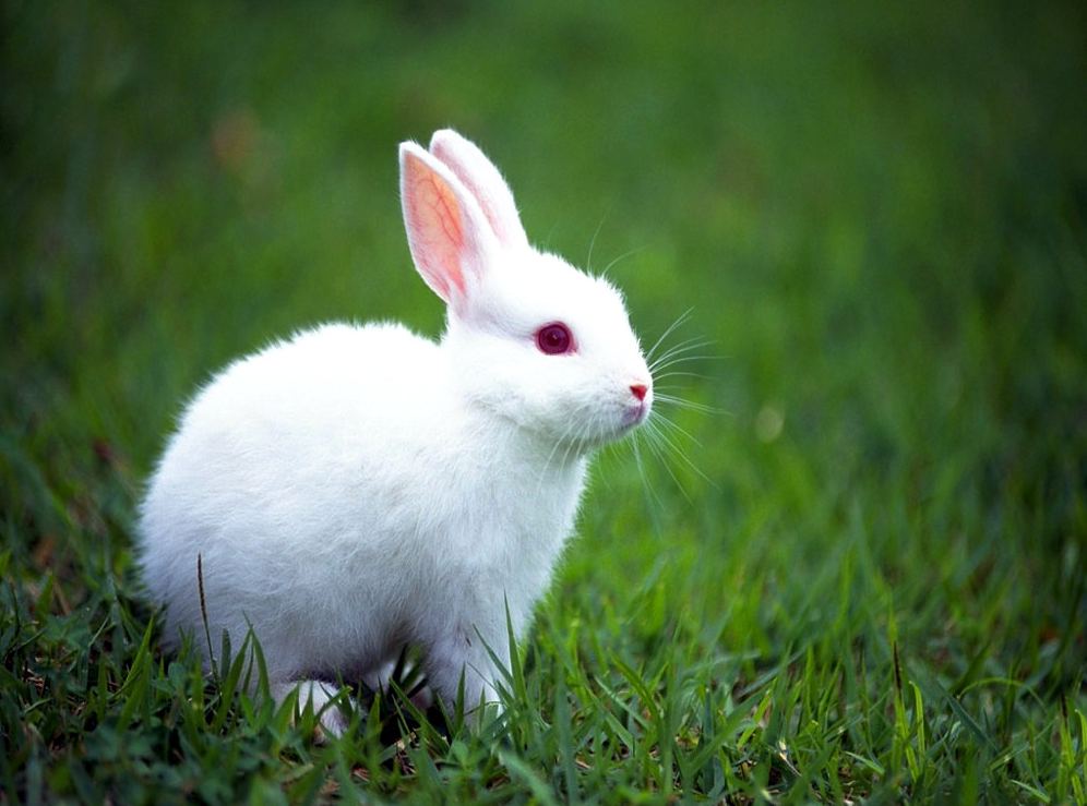 White-Rabbits.jpg