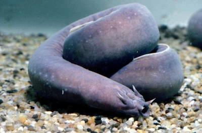 hagfish7.jpg
