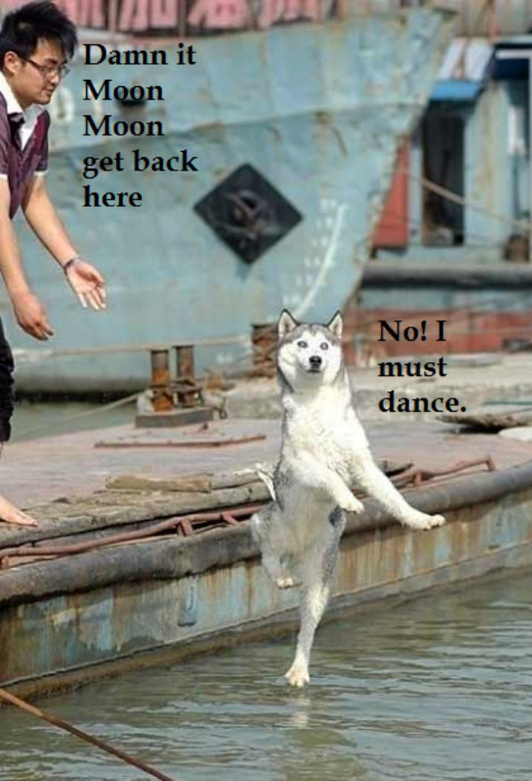guys-wolf-name-moon-moonmoon-internet-meme-4.jpg