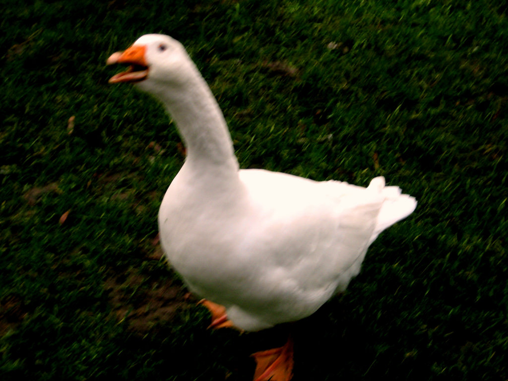 3377272226_2b150de23e_b.jpg