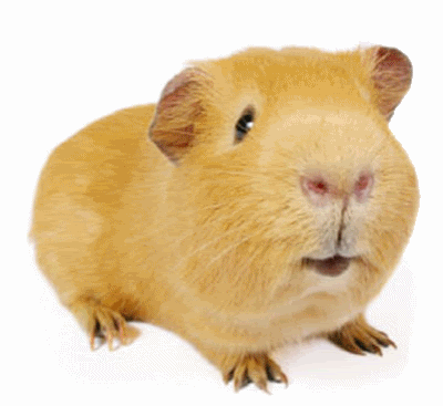 Rdir0nq.gif