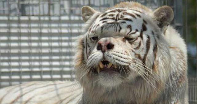 wtf-tiger.jpg