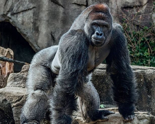 Harambe.jpg