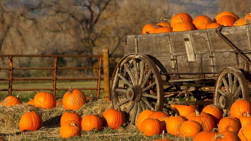 Local-Pumpkin-Patch-Blog-Featured-IMage-1.jpg