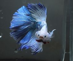 8f2eee95ffcb2107e3344e308b5d891f--faces-betta-fish.jpg
