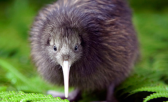 Why_Is_The_Kiwi_Bird_Endangered.jpg