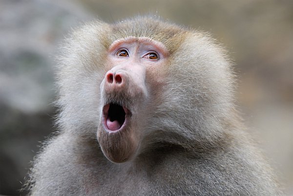 baboon.jpg