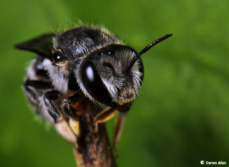 nativebeeresting1.jpg