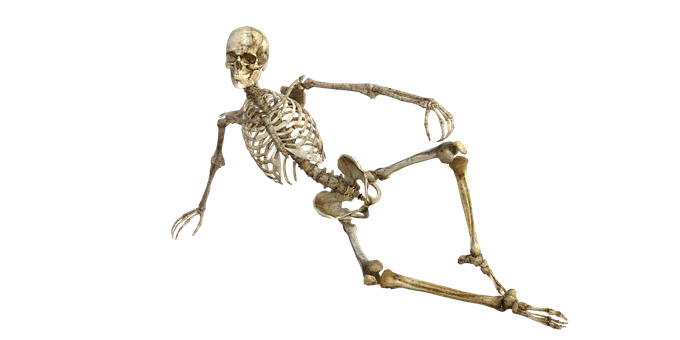 skeleton-1561177__340.png