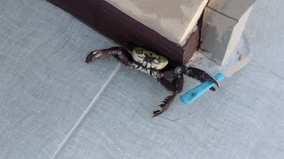 980x.gif