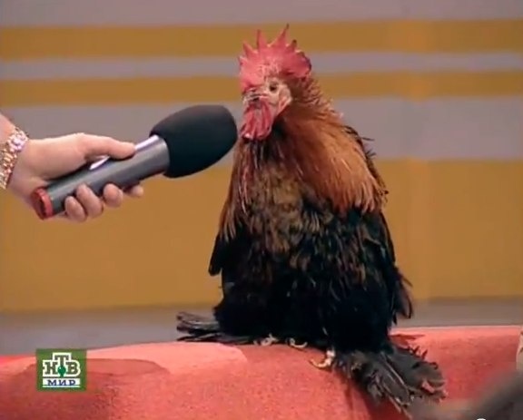 bNT2y1tA_o.jpg