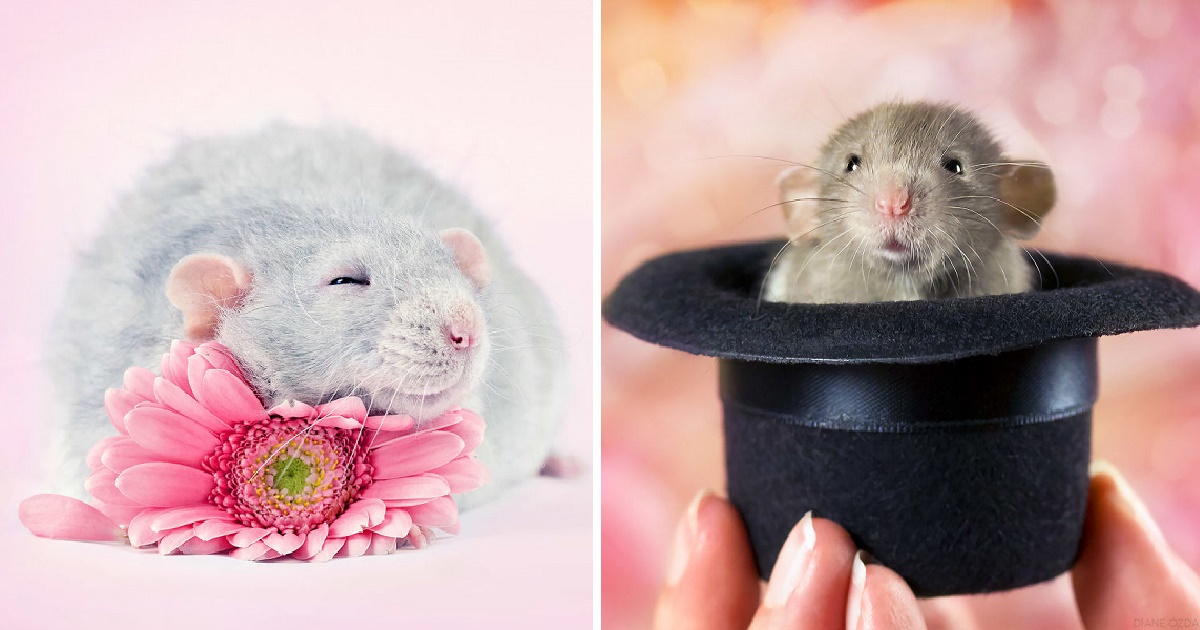 cute-rats-ft.jpg