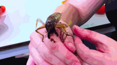 nT23jAtC_o.gif