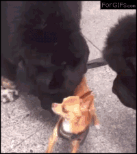 MKn2Uj7.gif