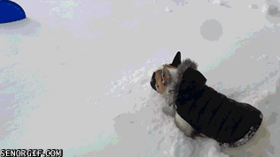 0clTehJ.gif