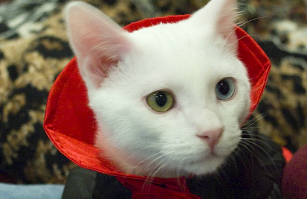 vampire-cat.jpg