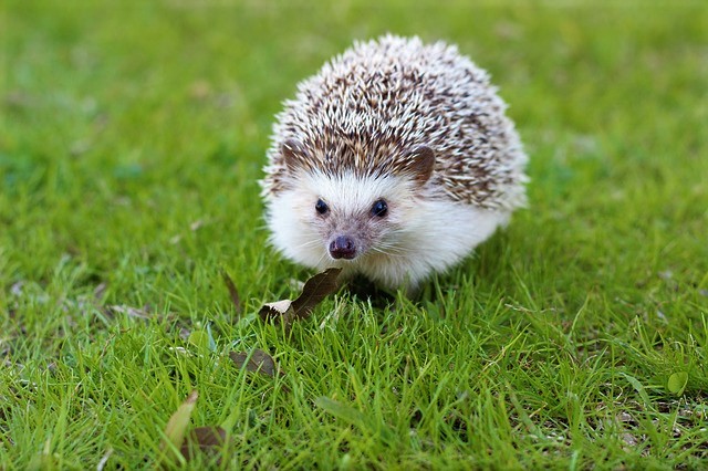 hedgehog-663638_640.jpg