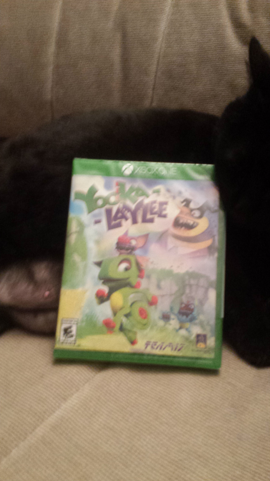 kittycatt.jpg
