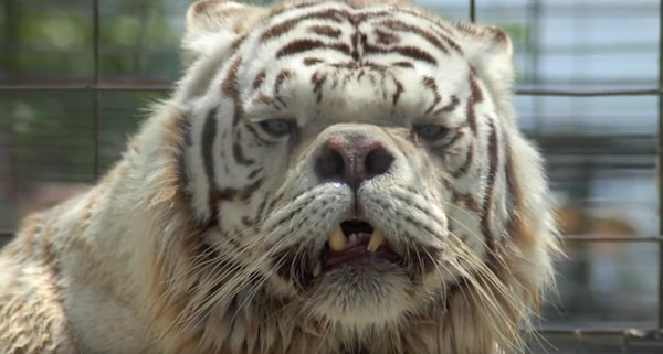 kenny-tiger.jpg