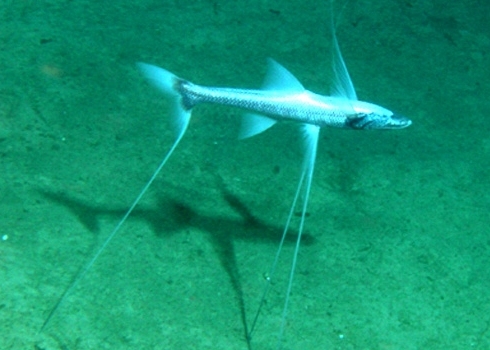 abyss-tripod.jpg