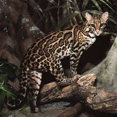 ocelot.jpg