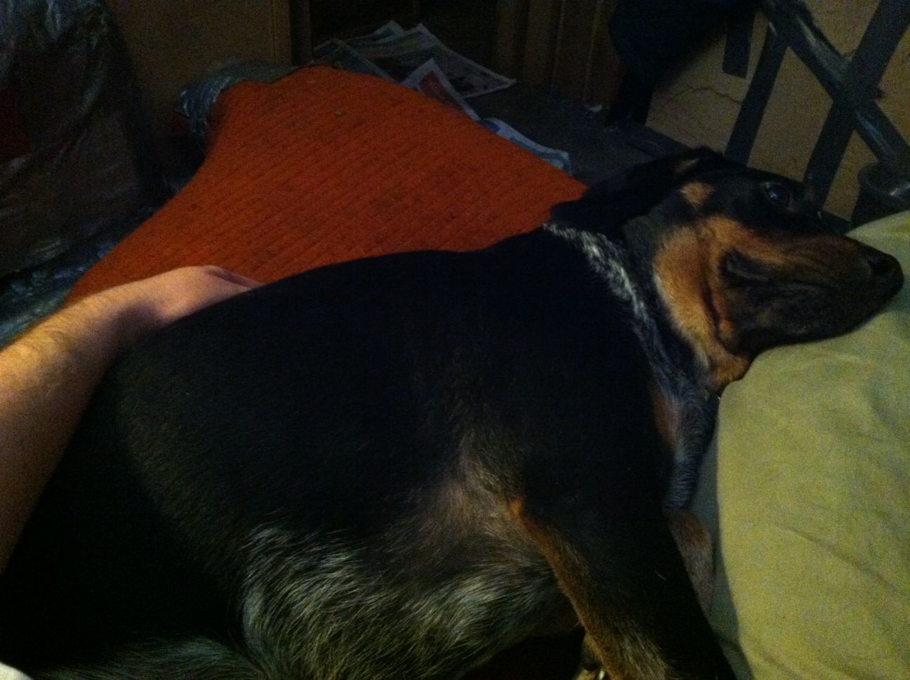 DogsJ.jpg