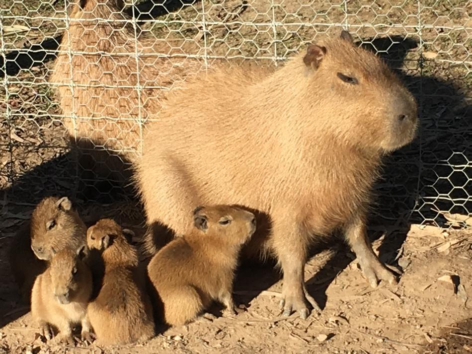 Capybara.jpg