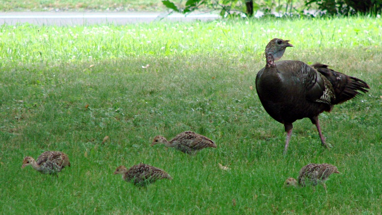 dsc07021-turkey-hen-with-chicks-in-grass.jpg